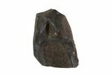 Triceratops Shed Tooth - Montana #93155-1